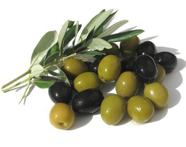Olive Tree