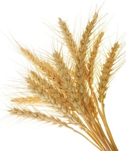Barley