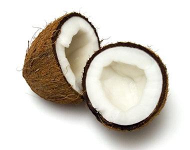 Coconut Palm
