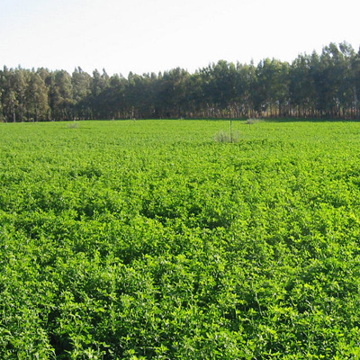 Green Fodder
