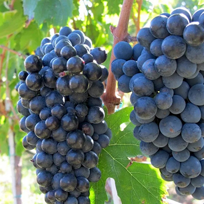 GrapeVine