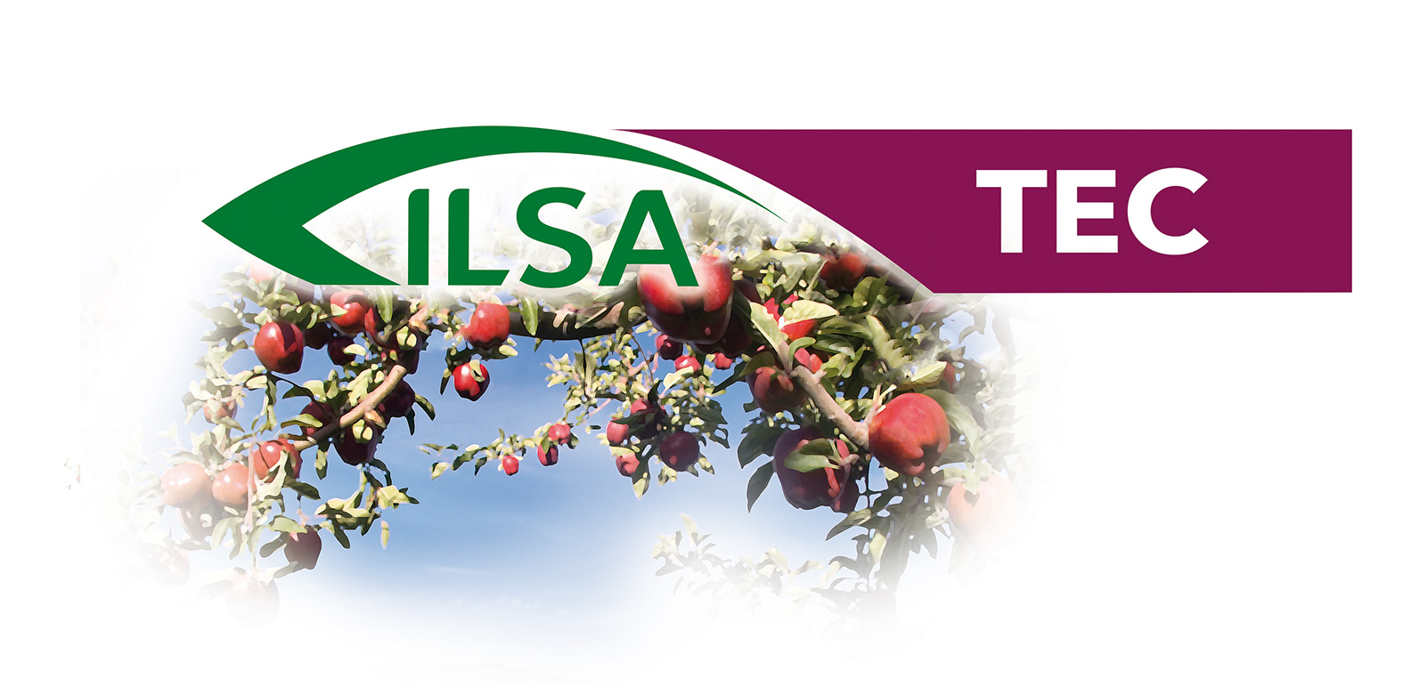 LINEA ILSATEC