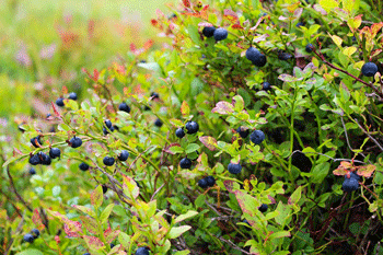 ACID AKI Fertilizzante Autunnale 1,5kg Per Mirtilli E Piante Acidofile: Effetto Fino A 180 Giorni