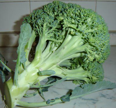 Semi Di Broccoletto Di Rapa Novantino Riccio San Marzano - Confezione Da 1000 Semi