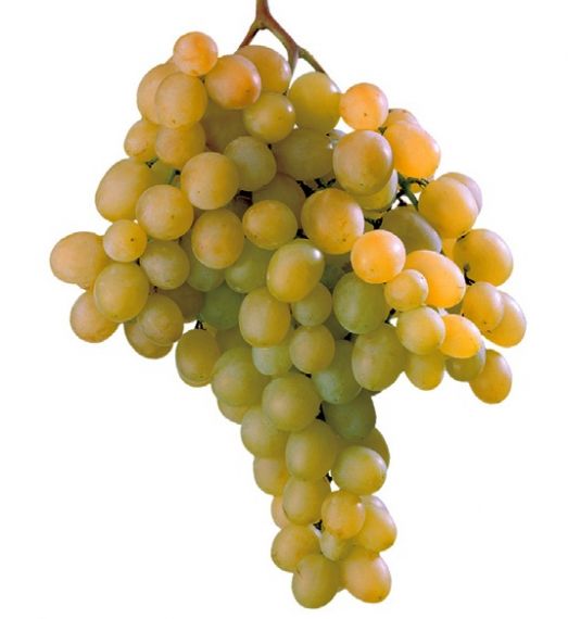 Table Grape