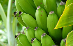 ilsa-for-organic-bananas-in-the-ivory-coast.htm