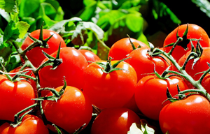 bueno-saber-tomate-industrial-los-productos-ganadores.htm